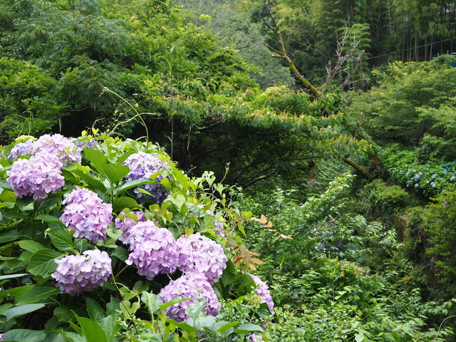 P6235918.JPG